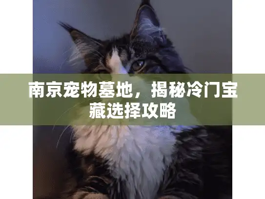 南京宠物墓地，揭秘冷门宝藏选择攻略