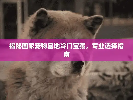 揭秘国家宠物墓地冷门宝藏，专业选择指南