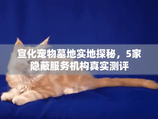 宣化宠物墓地实地探秘，5家隐蔽服务机构真实测评