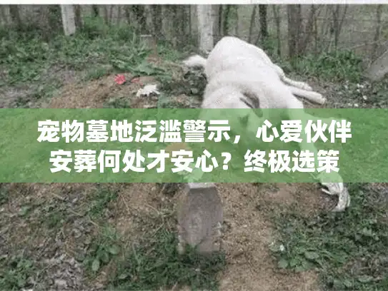 宠物墓地泛滥警示，心爱伙伴安葬何处才安心？终极选策