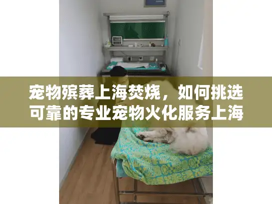 宠物殡葬上海焚烧，如何挑选可靠的专业宠物火化服务上海？