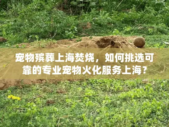 宠物殡葬上海焚烧，如何挑选可靠的专业宠物火化服务上海？
