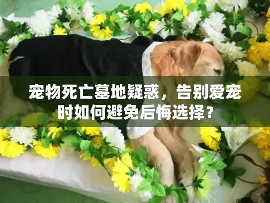 宠物死亡墓地疑惑，告别爱宠时如何避免后悔选择？