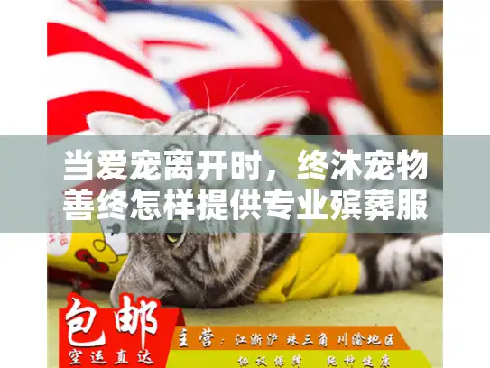 当爱宠离开时，终沐宠物善终怎样提供专业殡葬服务？