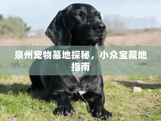 泉州宠物墓地探秘，小众宝藏地指南
