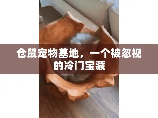 仓鼠宠物墓地，一个被忽视的冷门宝藏