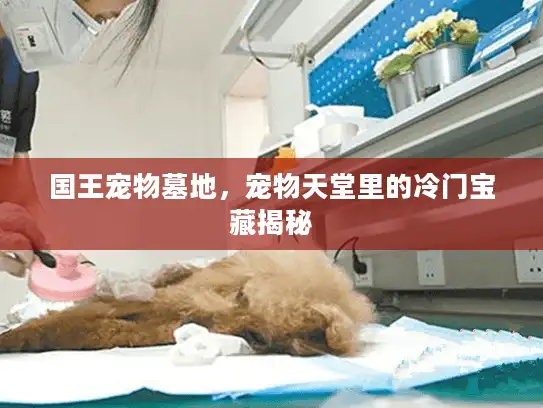 国王宠物墓地，宠物天堂里的冷门宝藏揭秘