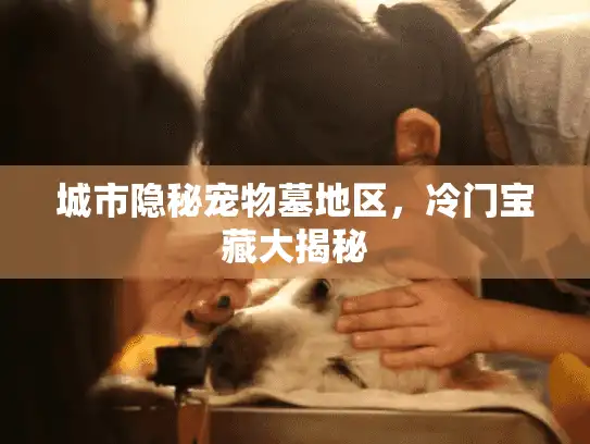 城市隐秘宠物墓地区，冷门宝藏大揭秘