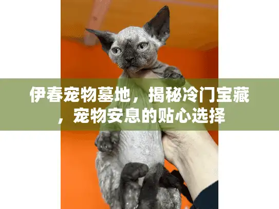 伊春宠物墓地，揭秘冷门宝藏，宠物安息的贴心选择