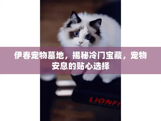 伊春宠物墓地，揭秘冷门宝藏，宠物安息的贴心选择