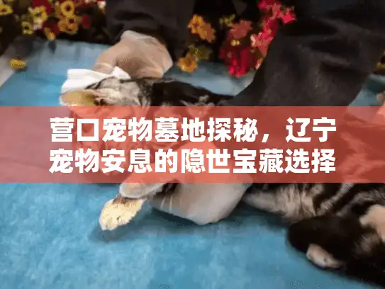 营口宠物墓地探秘，辽宁宠物安息的隐世宝藏选择