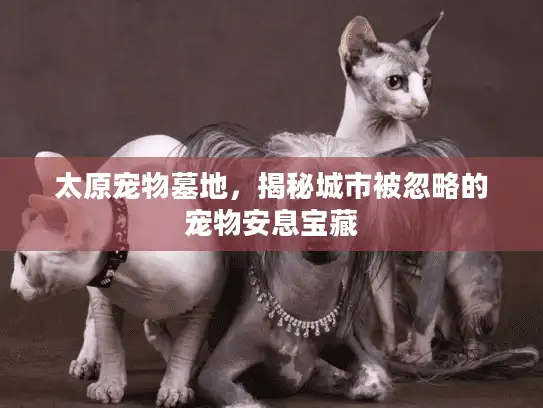 太原宠物墓地，揭秘城市被忽略的宠物安息宝藏