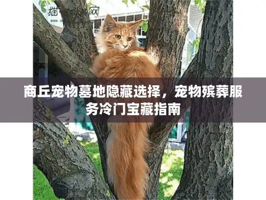 商丘宠物墓地隐藏选择，宠物殡葬服务冷门宝藏指南