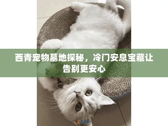 西青宠物墓地探秘，冷门安息宝藏让告别更安心