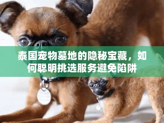 泰国宠物墓地的隐秘宝藏，如何聪明挑选服务避免陷阱