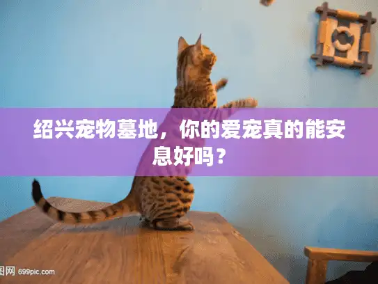 绍兴宠物墓地，你的爱宠真的能安息好吗？