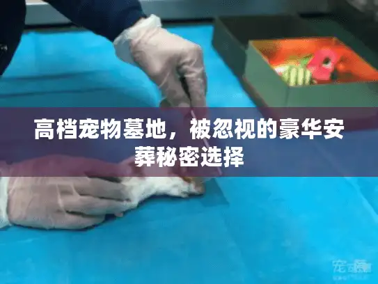 高档宠物墓地，被忽视的豪华安葬秘密选择