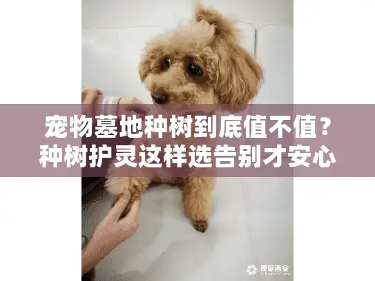 宠物墓地种树到底值不值？种树护灵这样选告别才安心