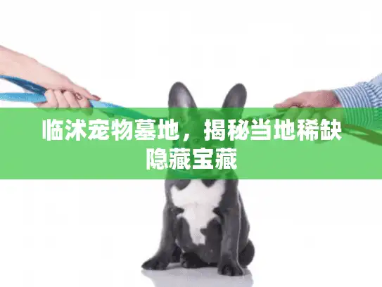 临沭宠物墓地，揭秘当地稀缺隐藏宝藏