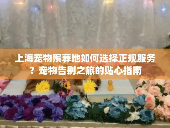 上海宠物殡葬地如何选择正规服务？宠物告别之旅的贴心指南