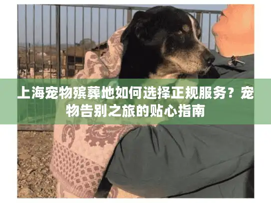 上海宠物殡葬地如何选择正规服务？宠物告别之旅的贴心指南