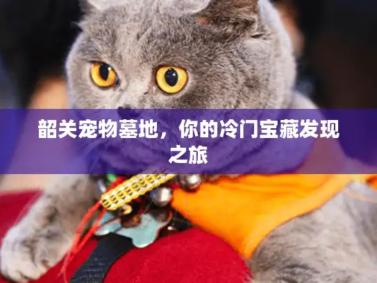 韶关宠物墓地，你的冷门宝藏发现之旅