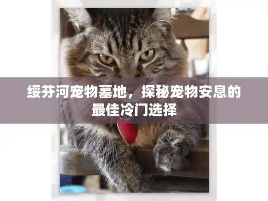 绥芬河宠物墓地，探秘宠物安息的最佳冷门选择
