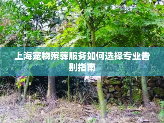 上海宠物殡葬服务如何选择专业告别指南