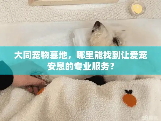 大同宠物墓地，哪里能找到让爱宠安息的专业服务？