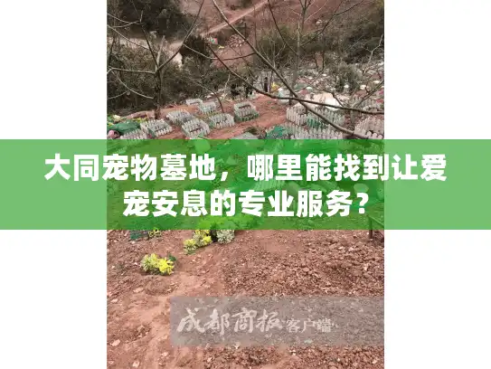 大同宠物墓地，哪里能找到让爱宠安息的专业服务？