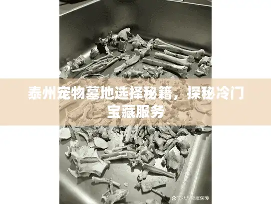 泰州宠物墓地选择秘籍，探秘冷门宝藏服务