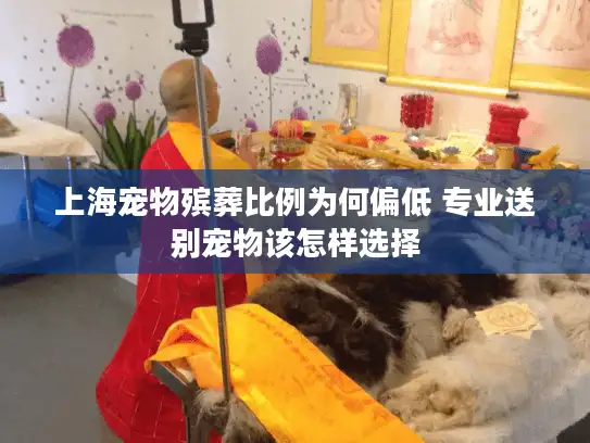 上海宠物殡葬比例为何偏低 专业送别宠物该怎样选择