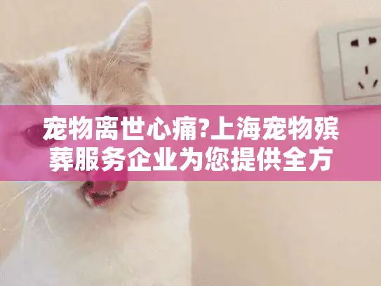 宠物离世心痛?上海宠物殡葬服务企业为您提供全方位关怀