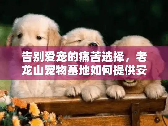 告别爱宠的痛苦选择，老龙山宠物墓地如何提供安心服务