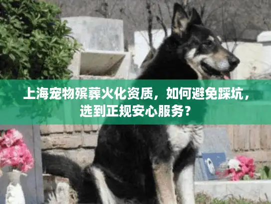 上海宠物殡葬火化资质，如何避免踩坑，选到正规安心服务？