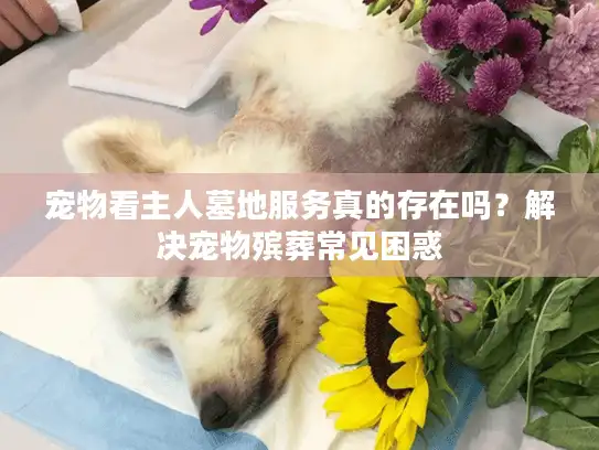 宠物看主人墓地服务真的存在吗？解决宠物殡葬常见困惑