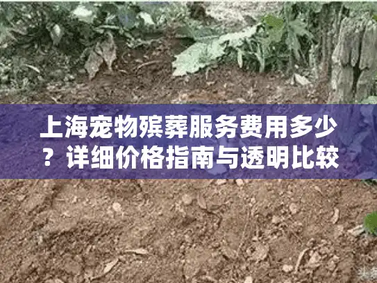 上海宠物殡葬服务费用多少？详细价格指南与透明比较