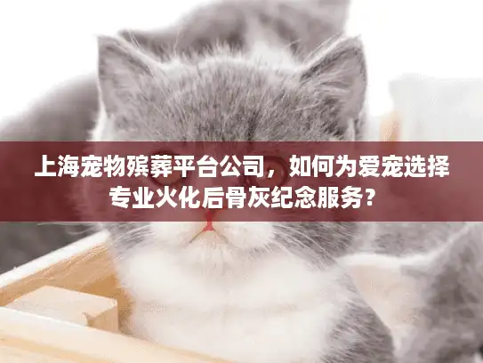 上海宠物殡葬平台公司，如何为爱宠选择专业火化后骨灰纪念服务？