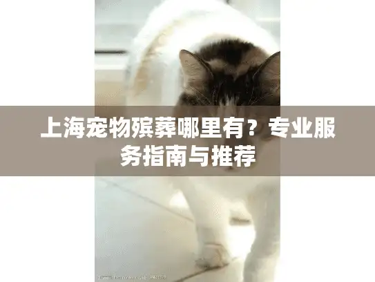 上海宠物殡葬哪里有？专业服务指南与推荐