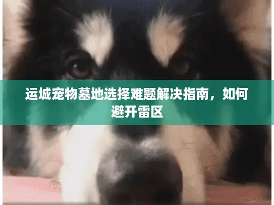 运城宠物墓地选择难题解决指南，如何避开雷区