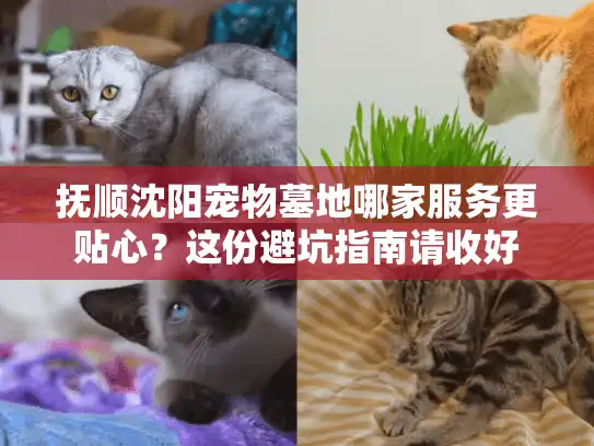 抚顺沈阳宠物墓地哪家服务更贴心？这份避坑指南请收好