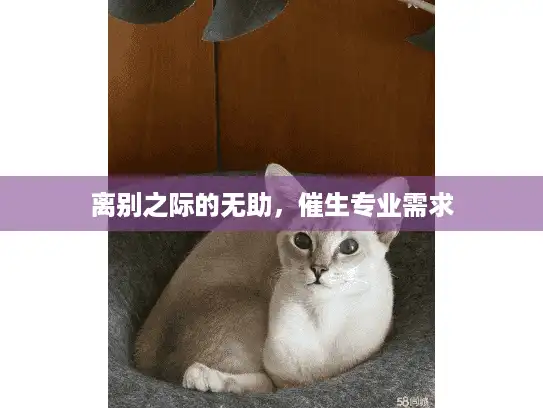 离别之际的无助，催生专业需求