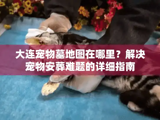 大连宠物墓地图在哪里？解决宠物安葬难题的详细指南