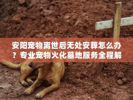 安阳宠物离世后无处安葬怎么办？专业宠物火化墓地服务全程解答