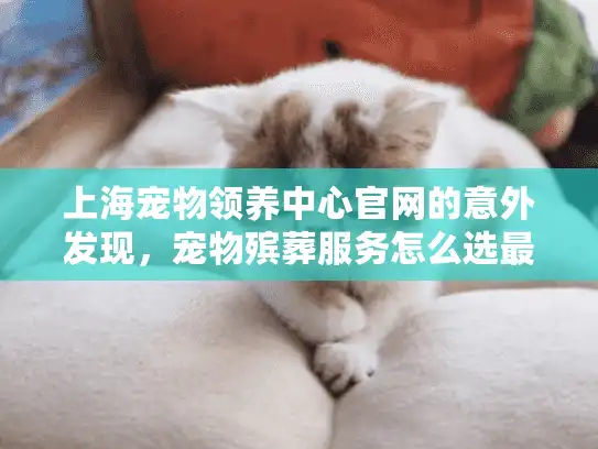 上海宠物领养中心官网的意外发现，宠物殡葬服务怎么选最安心？
