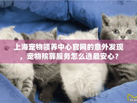 上海宠物领养中心官网的意外发现，宠物殡葬服务怎么选最安心？