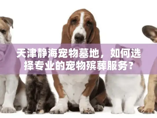 天津静海宠物墓地，如何选择专业的宠物殡葬服务？