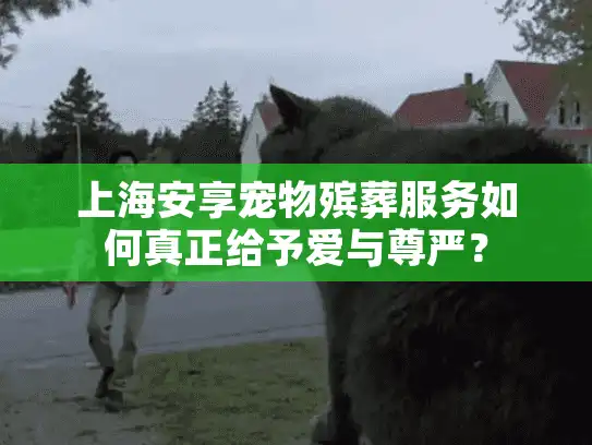 上海安享宠物殡葬服务如何真正给予爱与尊严？