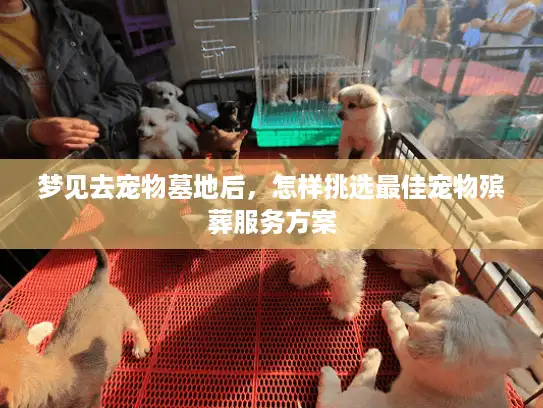 梦见去宠物墓地后，怎样挑选最佳宠物殡葬服务方案