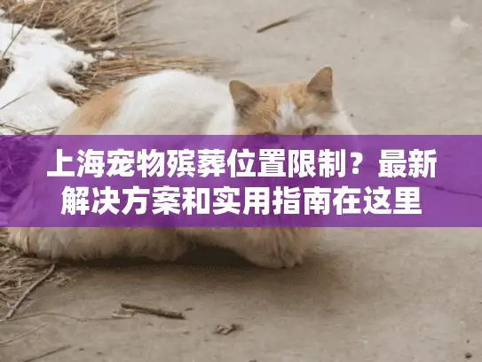上海宠物殡葬位置限制？最新解决方案和实用指南在这里